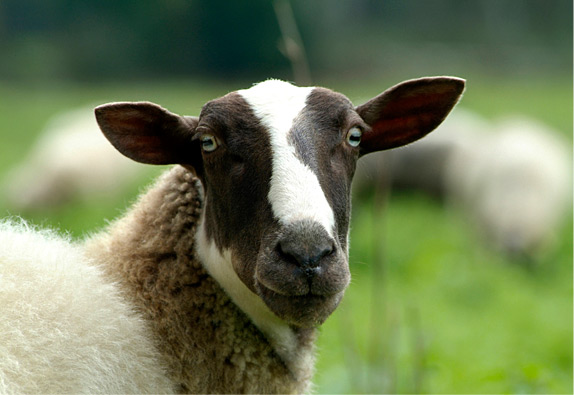 Automated Sheep Slaughtering