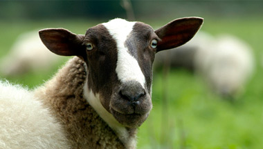 Sheep Meat Processing