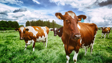 Cattle Meat Processing