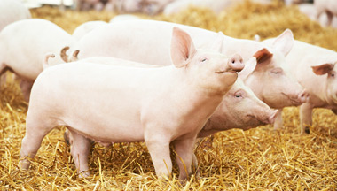 Pork Meat Processing