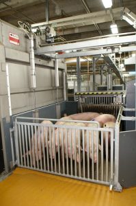 We offer a range of equipment for gentle pre-slaughter handling, improving animal welfare, meat quality, and reducing labour costs