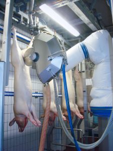 Thorough and clean scalding and dehairing processes for all slaughtering capacities